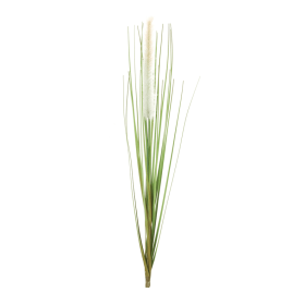 Foxtail Bush