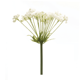 Queen Anne's Lace Stem