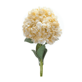 Hydrangea Bush